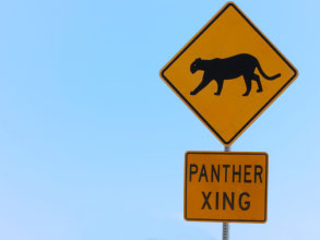 florida_panther_xing