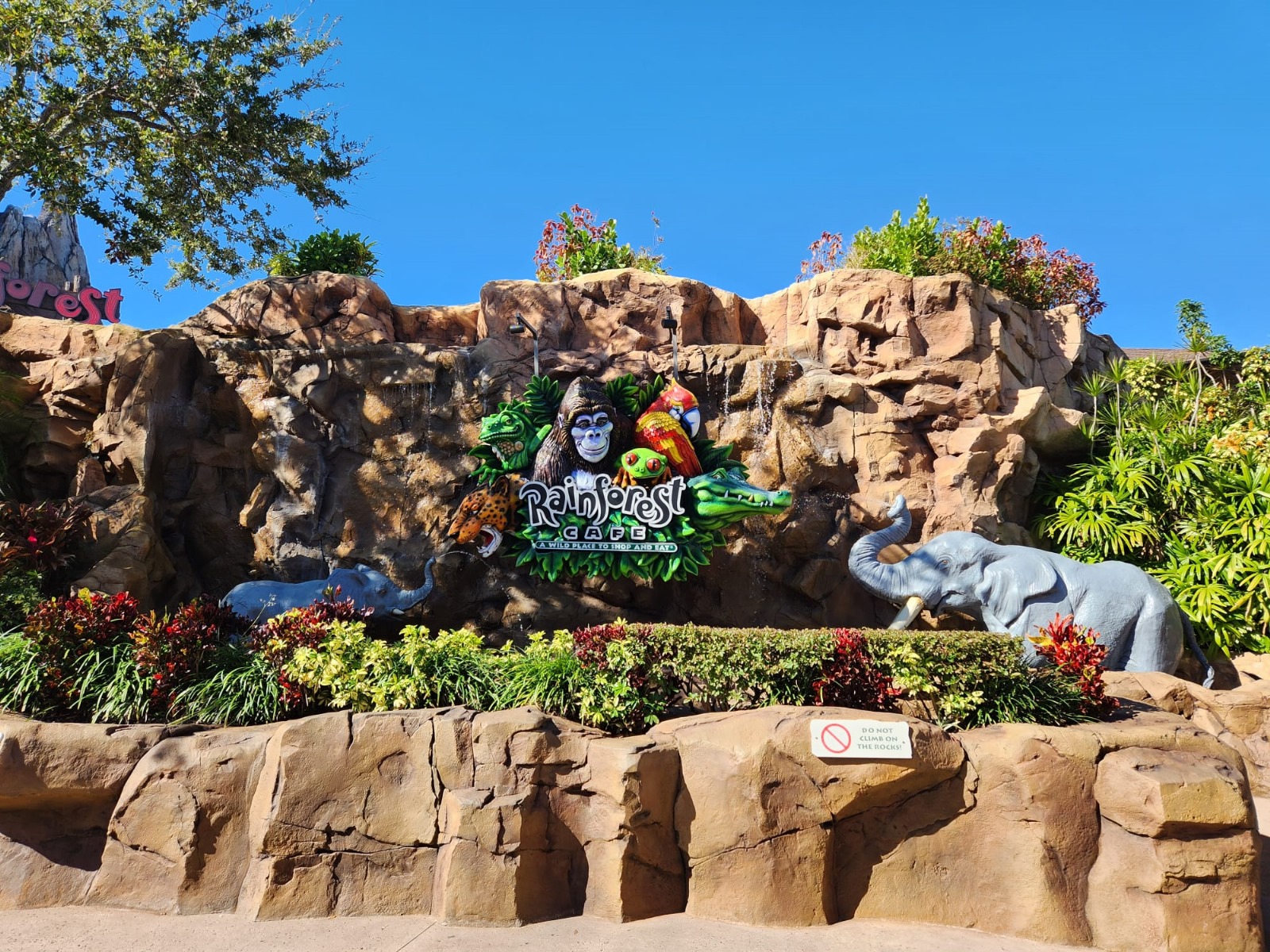 rainforest restaurant orlando