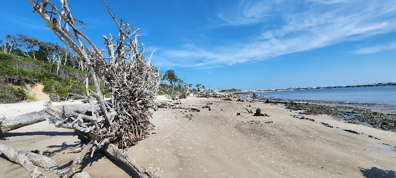 Bleached driftwood trees along Boneyard Beach at Big Talbot Island State Park in Northeast Florida.