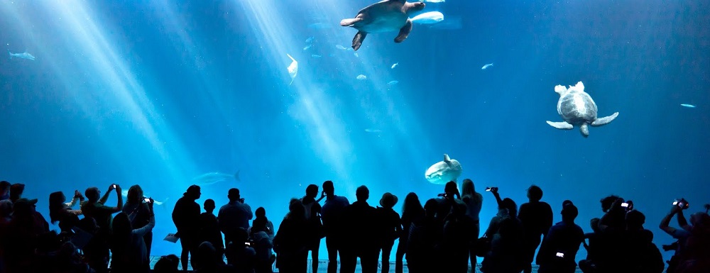 Visiter Monterey et Carmel