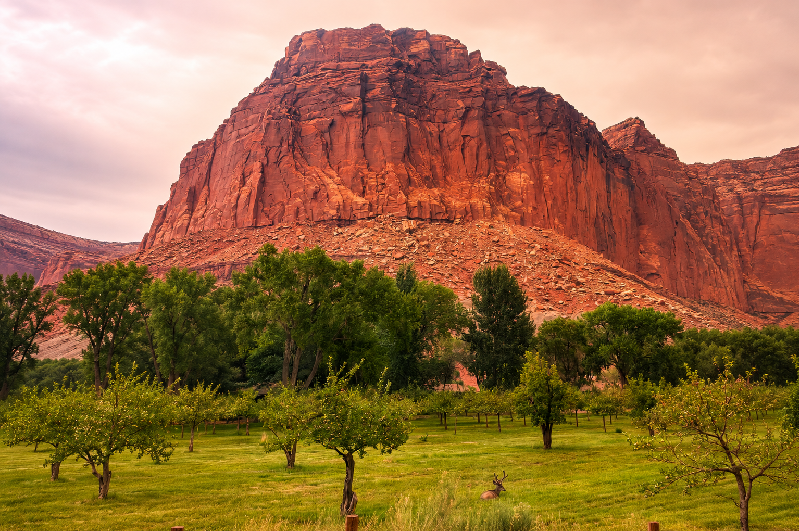 Mule deer resting in the Fruita orchards at Capitol Reef National Park with towering red sandstone cliffs in the background.